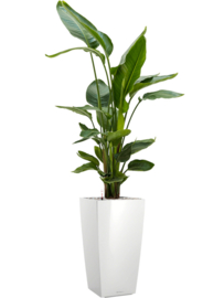 Strelitzia nicolai in Lechuza Cubico