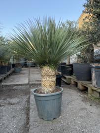 Yucca Rostrata Dubbelkop