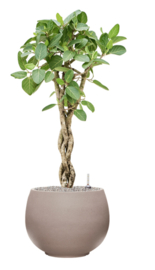 Ficus benghalensis 'Audrey' in Urban pot