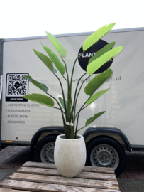 Kunst Strelitzia Nicolai in pot Mineral Haily