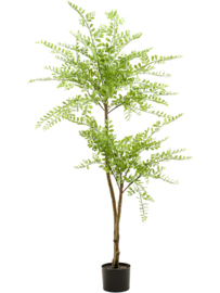 kunstplant Sophora vertakt