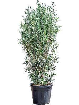 Olea bush (Olijfstruik)