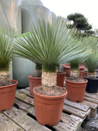 Yucca rostrata 100-110