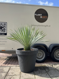 Yucca rostrata in plantenbak steendesign