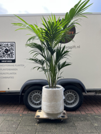 Howea Forsteriana in stijlvolle Mineral Harrith pot