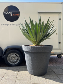 Yucca Gloriosa “Lone Star” compleet in pot antraciet betonlook