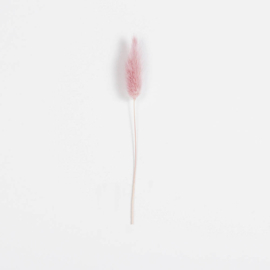 Droogbloem | Lagurus pink