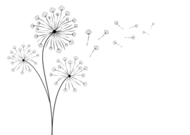 Gedroogde paardenbloemen