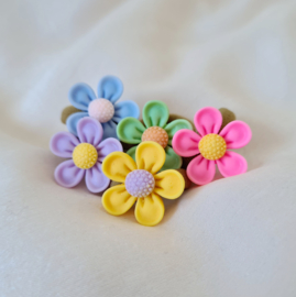Colorfull Daisy