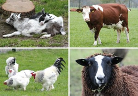 Beloningskaarten Boerderijdieren