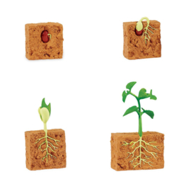 Levenscyclus van een bonenplant