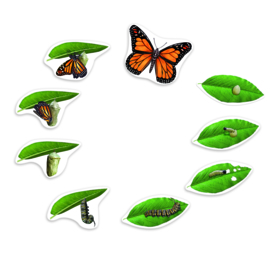 Reuze magnetische levenscyclus van een vlinder