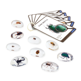 Doorzichtige ontdekstenen - Insecten - Kriebelbeestjes