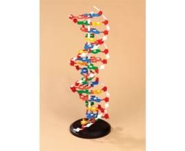 DNA model groot, hoogte 60 cm