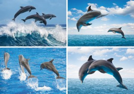 Beloningskaarten Dolfijnen