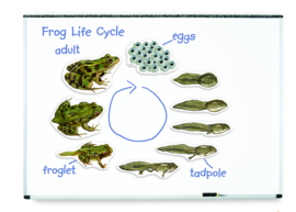 Reuze magnetische levenscyclus van de kikker