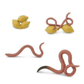 Levenscyclus van een regenworm