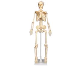 Het skelet 80 cm