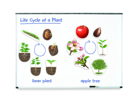 Reuze magnetische levenscyclus van een plant