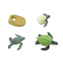 Levenscyclus van een zeeschildpad