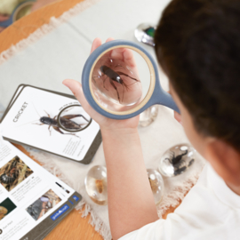 Doorzichtige ontdekstenen - Insecten - Kriebelbeestjes