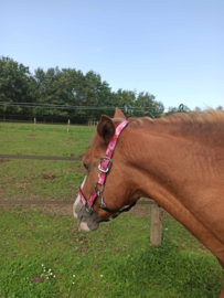 zadeldekje pony veelzijdigheid