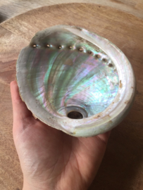 Abalone smudge schelp