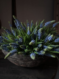 Muscari / blauw druifje