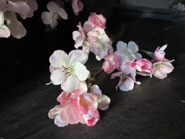 Roze bloesem