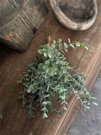 Eucalyptus bosje