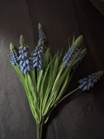 Muscari / blauw druifje