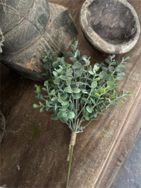 Eucalyptus bosje
