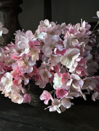 Roze bloesem