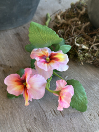 Viooltjes Rose
