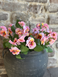 Viooltjes Rose