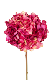 Hortensia donker roze