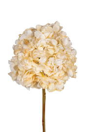 Hortensia creme