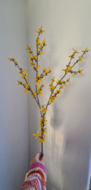 Set Forsythia tak 3 stuks