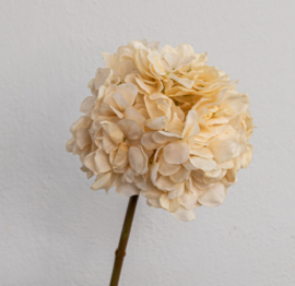 Hortensia creme