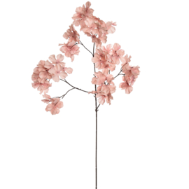 Tak wilde hortensia 80 cm