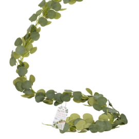 Eucalyptus slinger