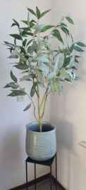 Eucalyptus boom incl pot