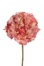 Hortensia roze/creme