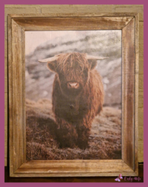 Landelijk houten fotolijst met Schotse Hooglander € 29,99