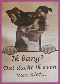 Jack Russel 03 € 14,99