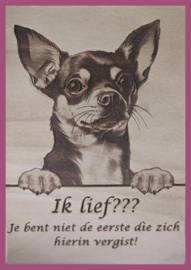 Chihuahua kortharig € 14.99
