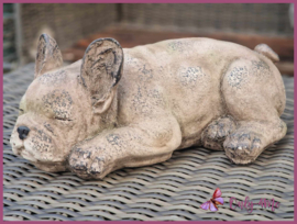 Beeld Bulldog € 39,99