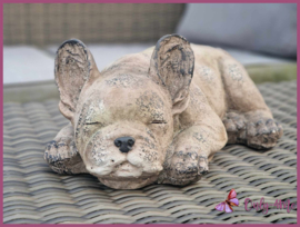 Beeld Bulldog € 39,99