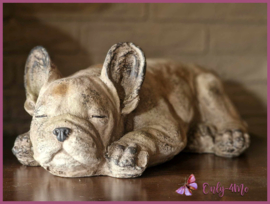 Beeld Bulldog € 39,99