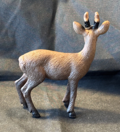 Stag, mannetjes hert